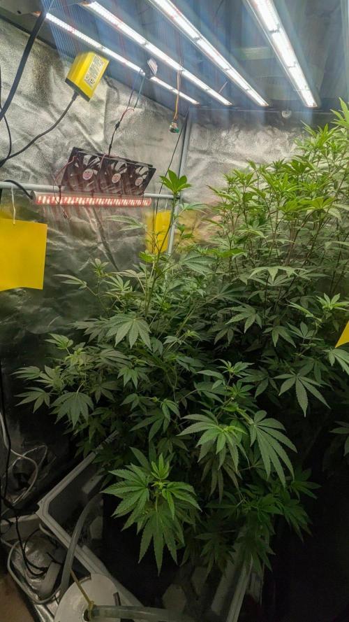 Garlic Mint Sherbet Fem 2026. Week 8