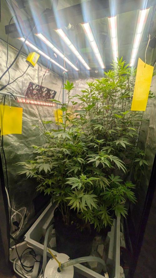 Garlic Mint Sherbet Fem 2026. Week 8
