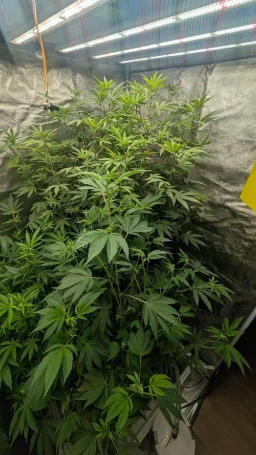 Garlic Mint Sherbet Fem 2026. Week 8
