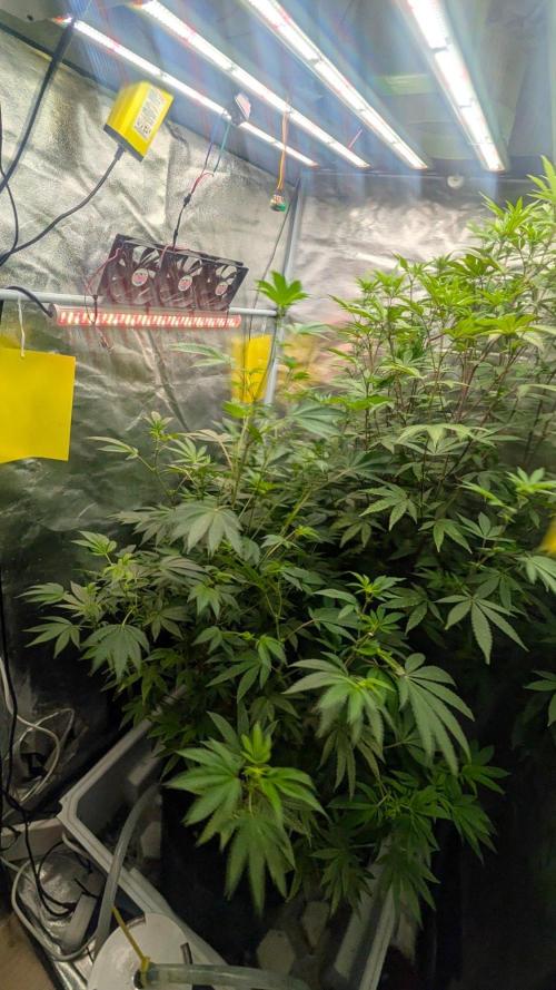 Garlic Mint Sherbet Fem 2026. Week 8