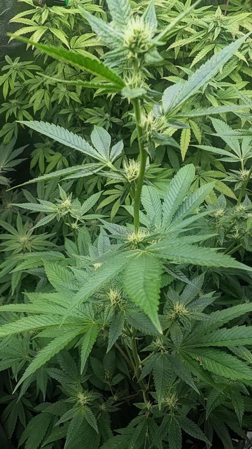 Garlic Mint Sherbet Fem 2026. Week 9
