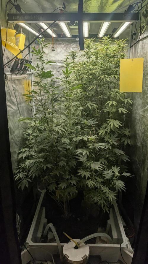 Garlic Mint Sherbet Fem 2026. Week 9