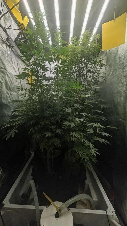Garlic Mint Sherbet Fem 2026. Week 9