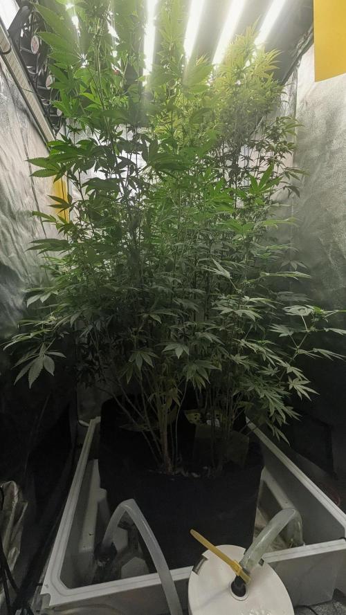 Garlic Mint Sherbet Fem 2026. Week 9