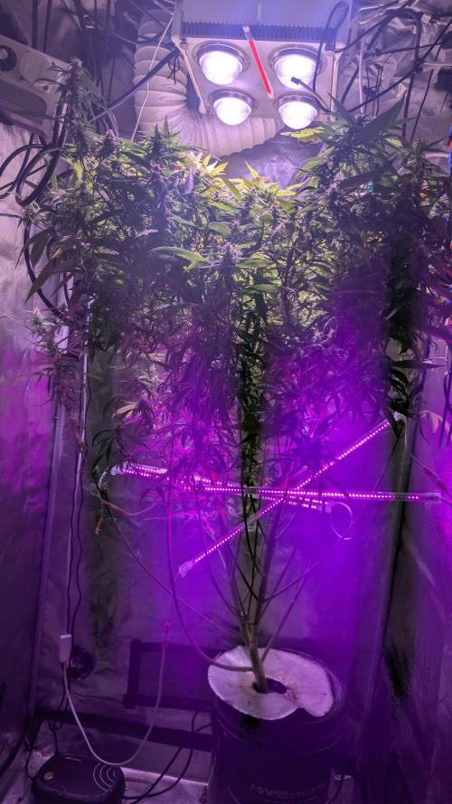 Garlic Mint Sherbet Fem 2026. Week 9