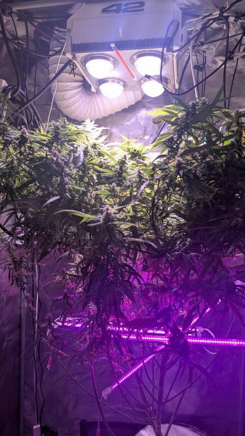 Garlic Mint Sherbet Fem 2026. Week 9