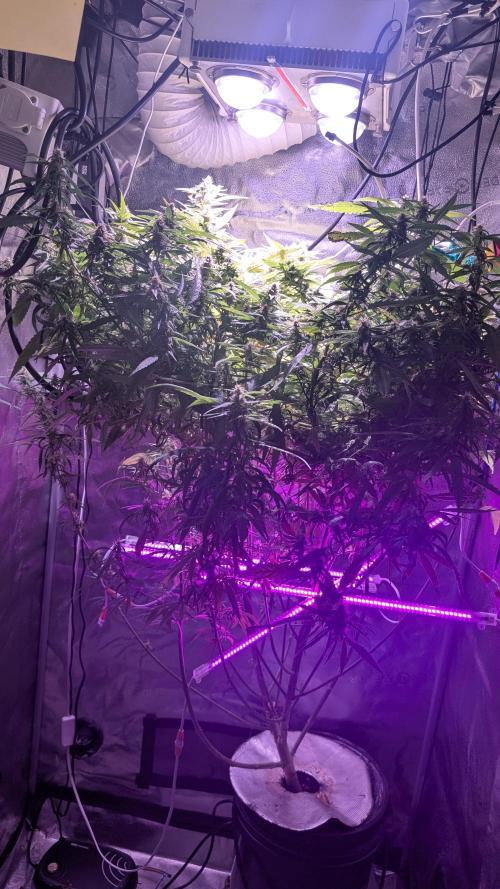 Garlic Mint Sherbet Fem 2026. Week 9