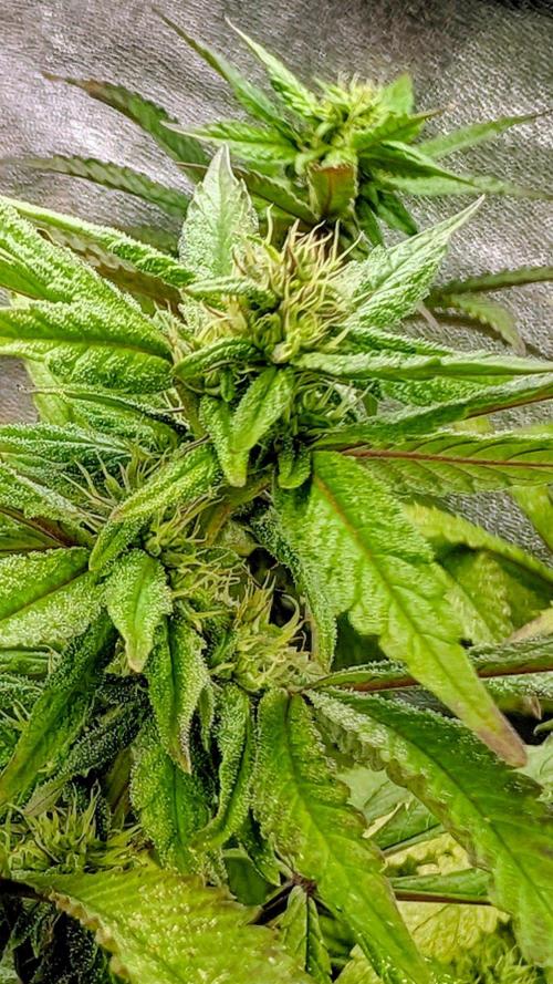 Gary Sherbet Fem 2026 .2×. Week 10