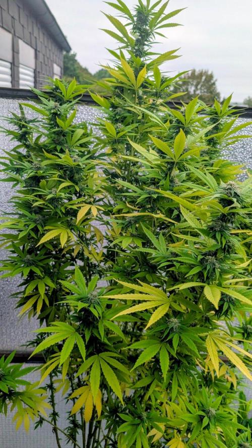 FOTTOS 2026 Oudoor. Week 12 - Fast Buds FOTKY 2026 Venkovní