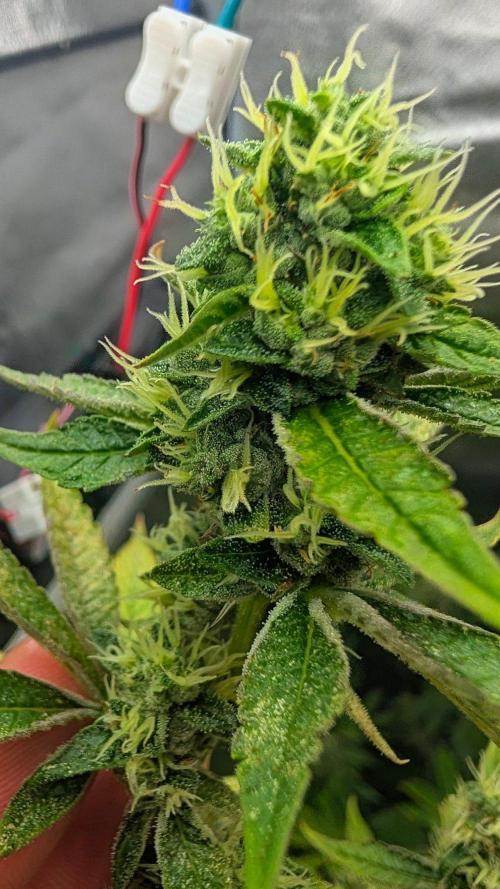Garlic Mint Sherbet Fem 2026. Week 10 - Česnekovo-mátový sorbet Fem 2026