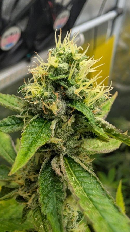 Garlic Mint Sherbet Fem 2026. Week 10 - Česnekovo-mátový sorbet Fem 2026