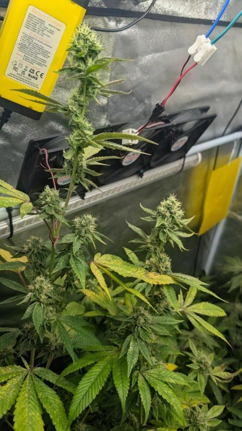 Garlic Mint Sherbet Fem 2026. Week 10 - Česnekovo-mátový sorbet Fem 2026