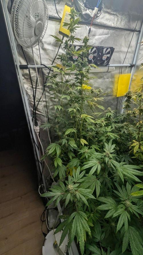 Garlic Mint Sherbet Fem 2026. Week 10 - Česnekovo-mátový sorbet Fem 2026