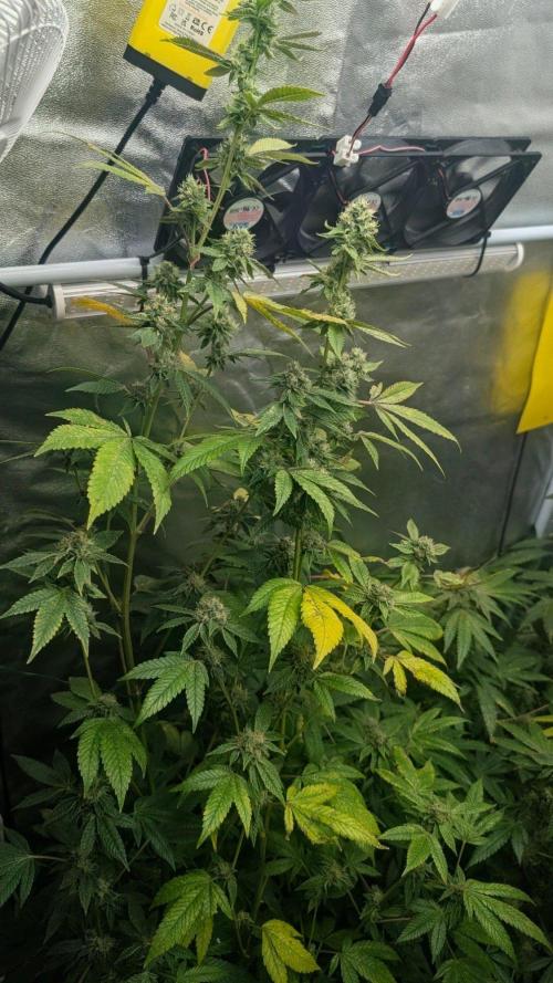 Garlic Mint Sherbet Fem 2026. Week 10