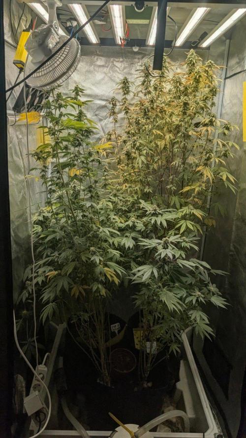 Garlic Mint Sherbet Fem 2026. Week 10 - Česnekovo-mátový sorbet Fem 2026