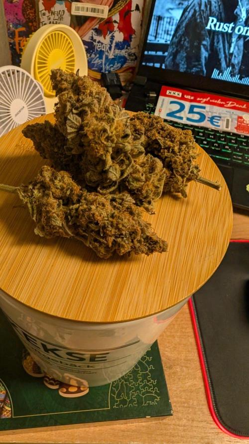 Garlic Mint Sherbet Fem 2026. Week 10 - Hydro 