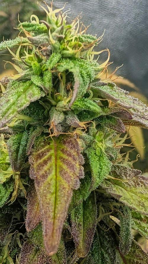 Gary Sherbet. Week 11