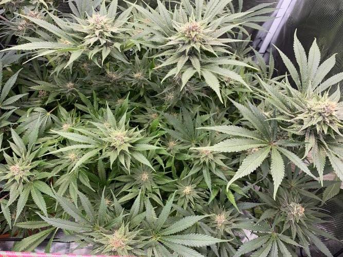 TropicanaCookieFast. Week 11 - 12.12