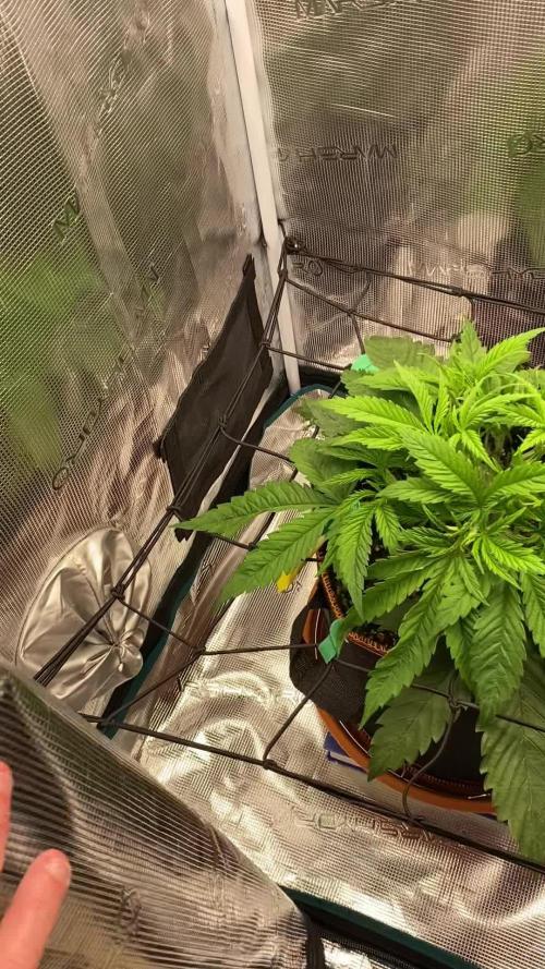 TropicanaCookieFast