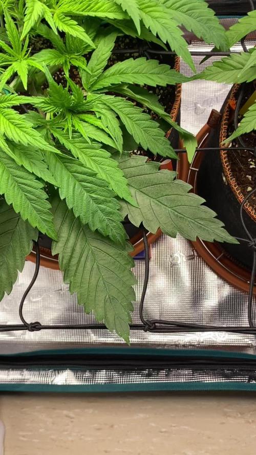 TropicanaCookieFast