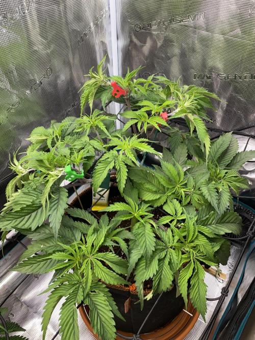 GorillaZ. Week 4 - 5.11 letzter Veg. Tag  28