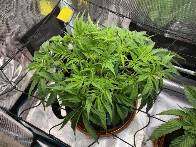 TropicanaCookieFast. Week 5 - 5.11 Veg. Tag 36