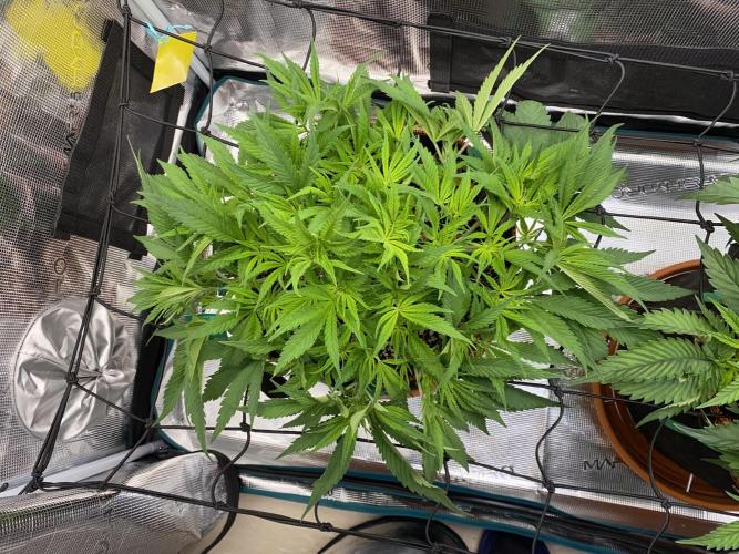 TropicanaCookieFast. Week 6 - 06.11 Tag 37  Blüte Tag 1
