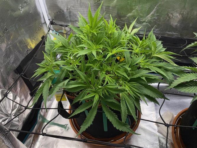 TropicanaCookieFast. Week 6 - 06.11 