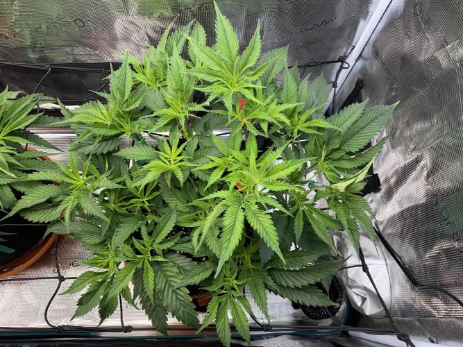 GorillaZ. Week 5 - 6.11 Woche 5