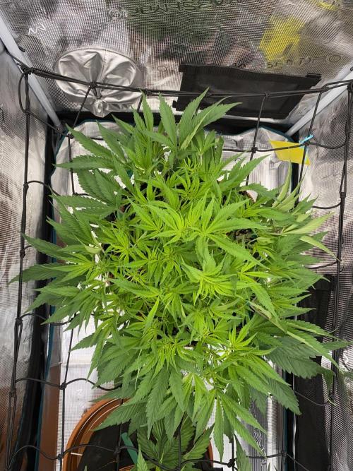 TropicanaCookieFast. Week 6 - 7.11