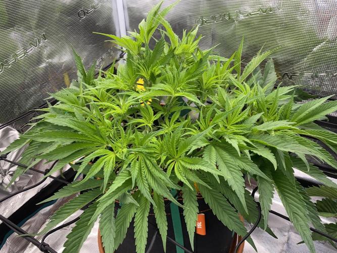 TropicanaCookieFast. Week 6 - 7.11 