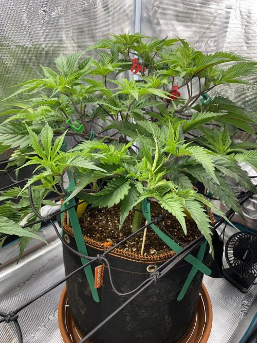 GorillaZ. Week 5 - 7.11