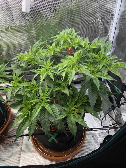 GorillaZ. Week 5 - 7.11