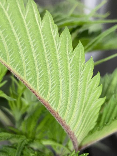 GorillaZ. Week 5 - 7.11