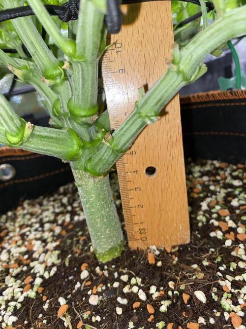 TropicanaCookieFast. Week 6 - 7.11