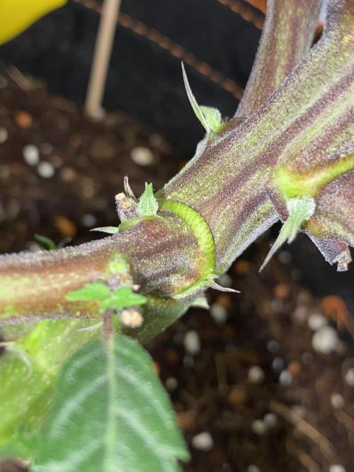 GorillaZ. Week 5 - 7.11