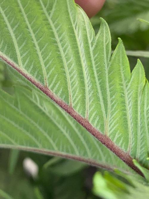 GorillaZ. Week 5 - 7.11