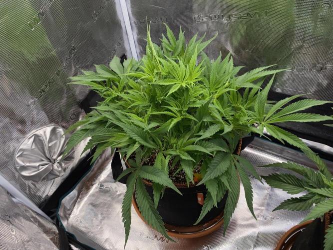 TropicanaCookieFast. Week 6 - 8.11