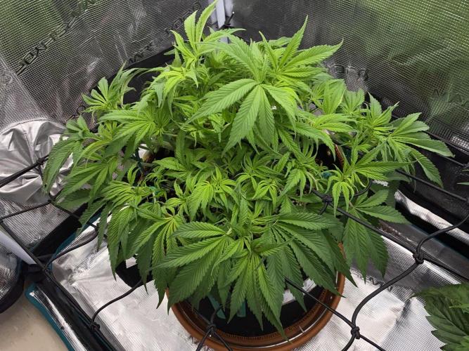 TropicanaCookieFast. Week 6 - 8.11