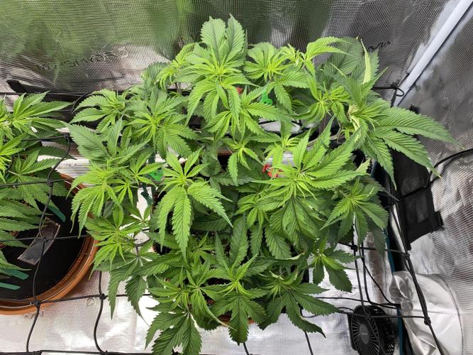 GorillaZ. Week 5 - 8.11