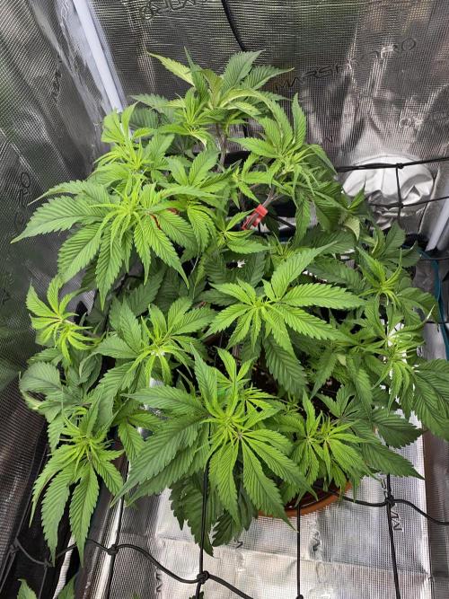 GorillaZ. Week 5 - 8.11