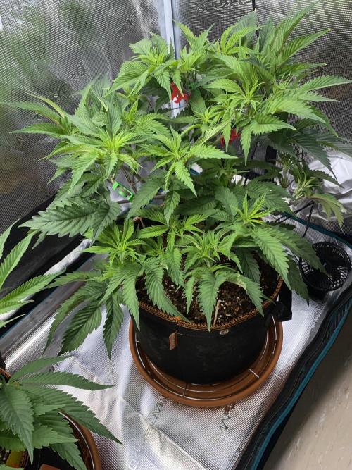 GorillaZ. Week 5 - 8.11