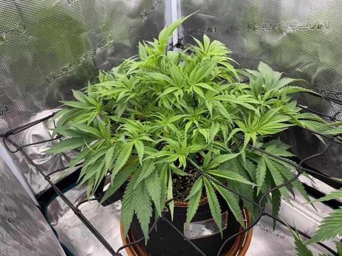 TropicanaCookieFast. Week 6 - 9.11