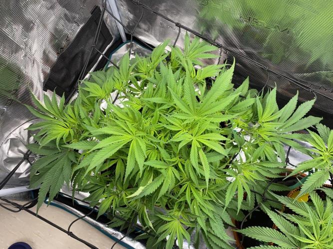 TropicanaCookieFast. Week 6 - 11.11