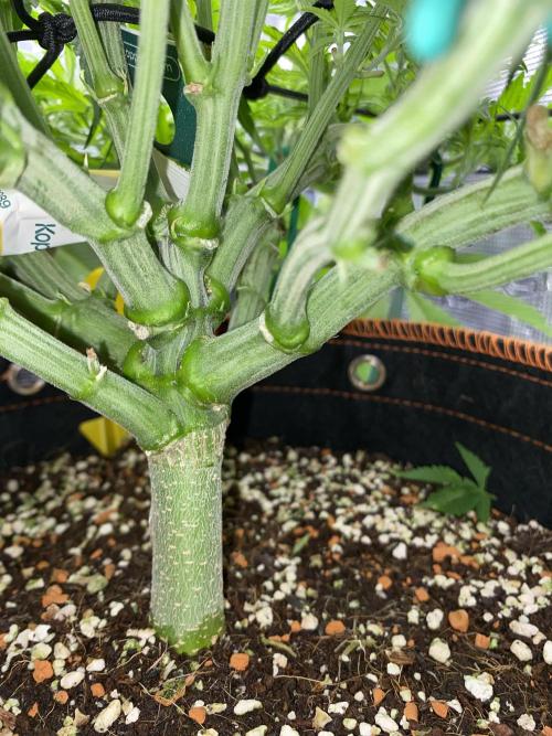 TropicanaCookieFast. Week 6 - 11.11