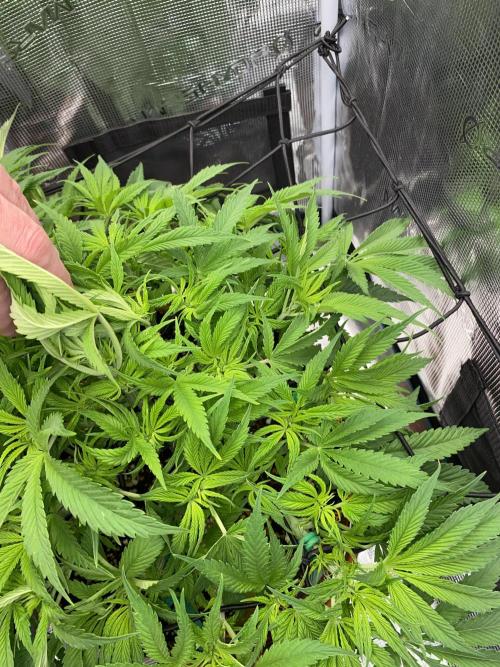 TropicanaCookieFast. Week 6 - 11.11