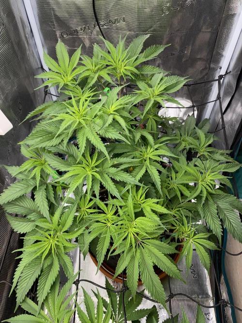 GorillaZ. Week 5 - 11.11