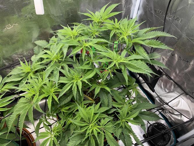 GorillaZ. Week 5 - 11.11