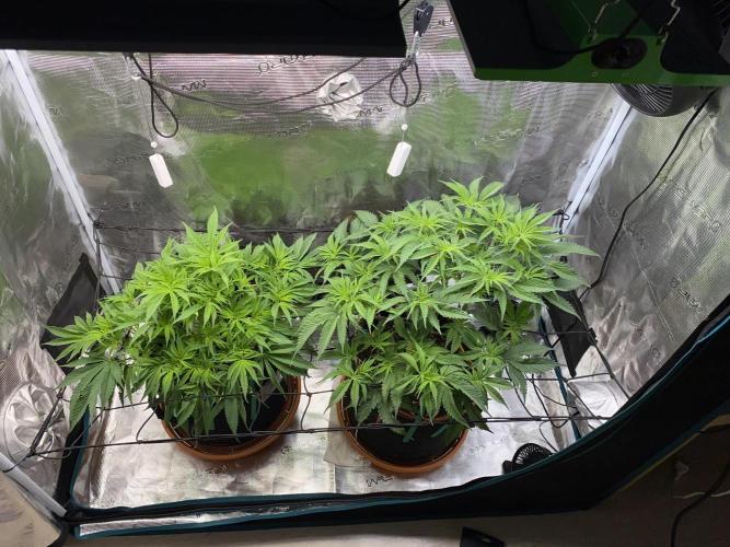 GorillaZ. Week 5 - 11.11