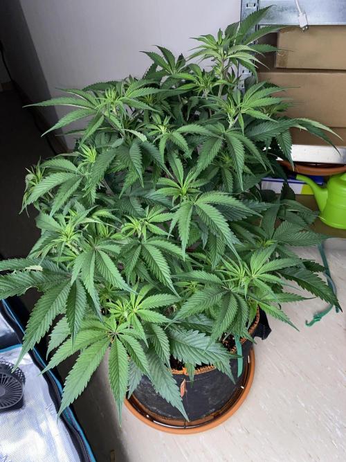 GorillaZ. Week 6 - 14.11